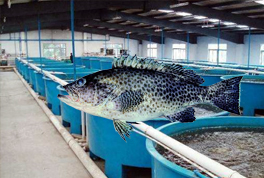 恒溫水產(chǎn)養(yǎng)殖的五個(gè)辦法，宏星熱泵有效解決水溫控制問題